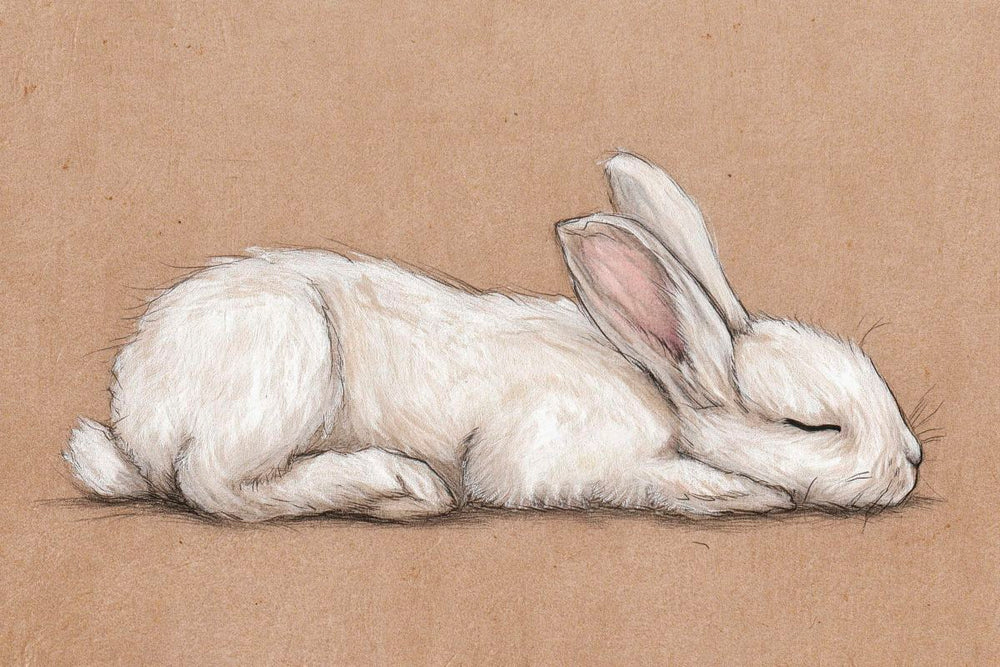 Sleeping White Rabbit
