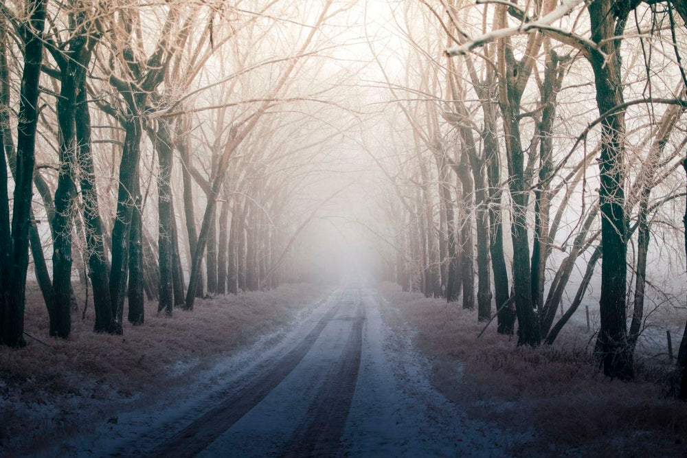 Woodland Winter Path