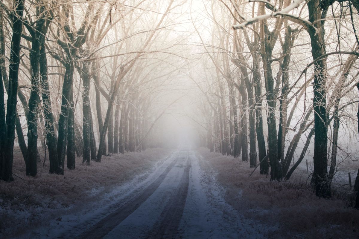 Woodland Winter Path