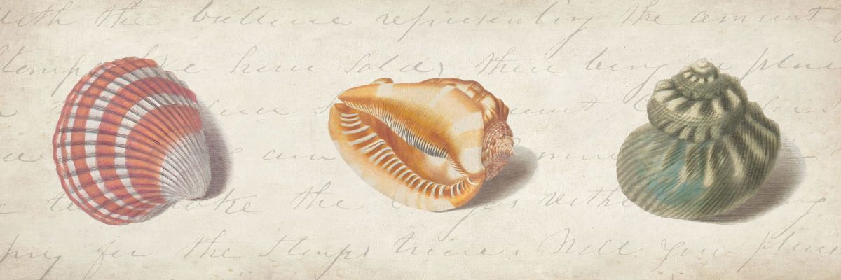 Shell Trios VI Wall Art