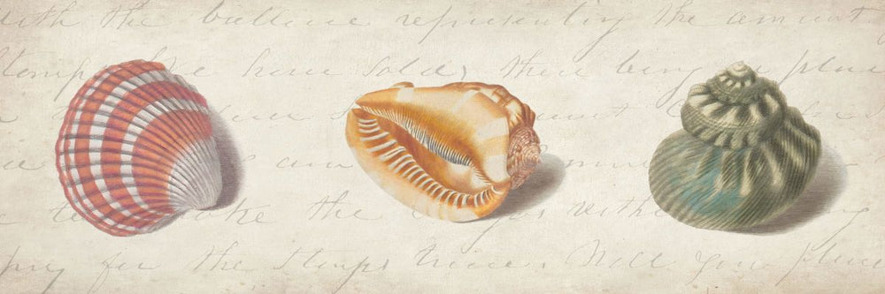 Shell Trios VI