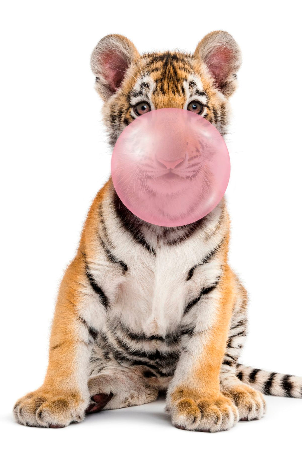 Tiger Cub Bubble Gum
