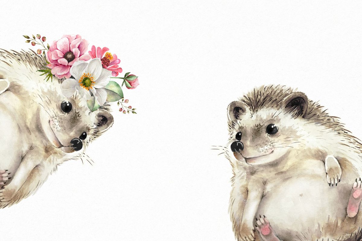 Floral Hedgehogs