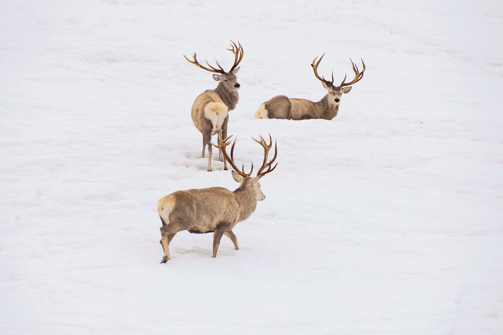 Red Deer At Winter
