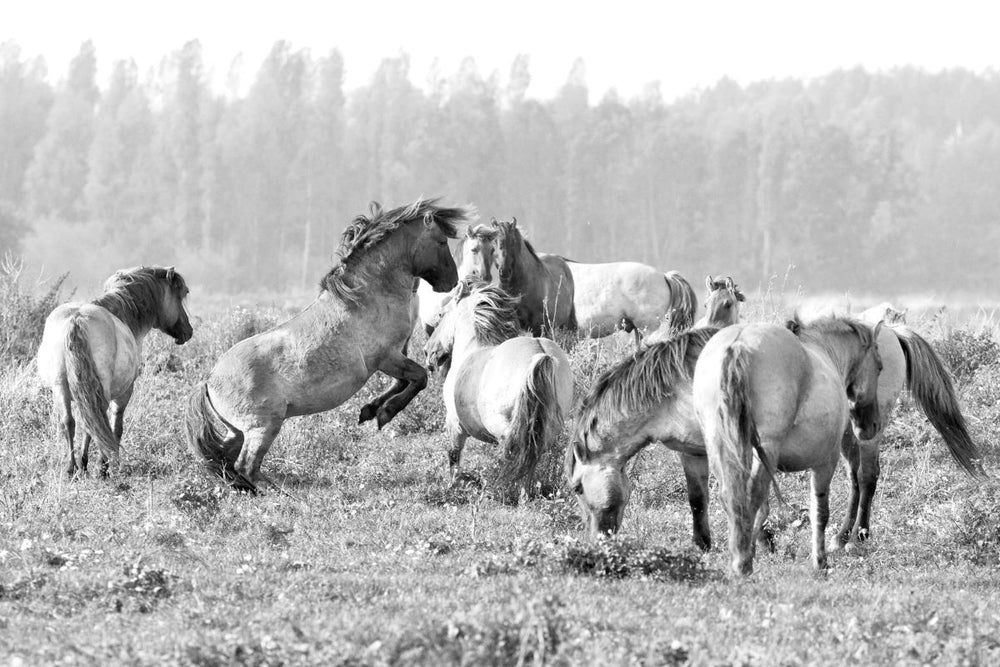 Playful Wild Horses