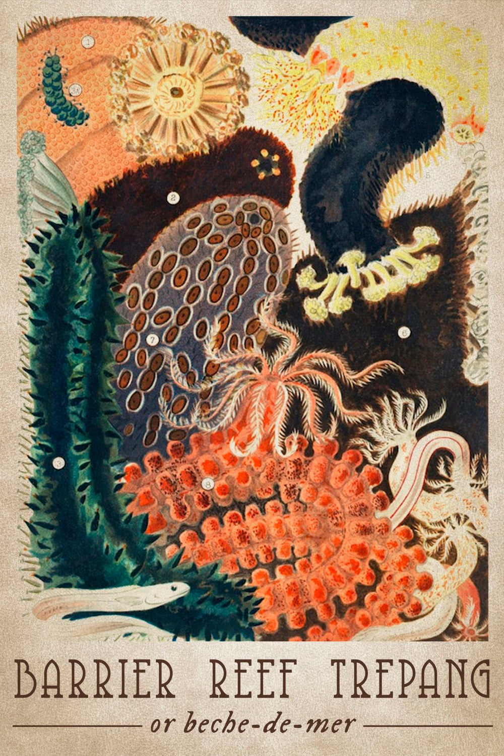 Barrier Reef Trepang Poster Wall Art