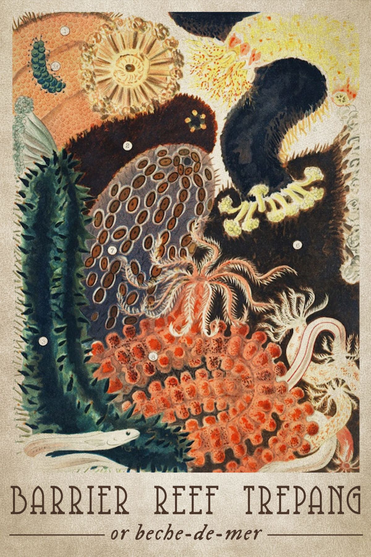 Barrier Reef Trepang Poster