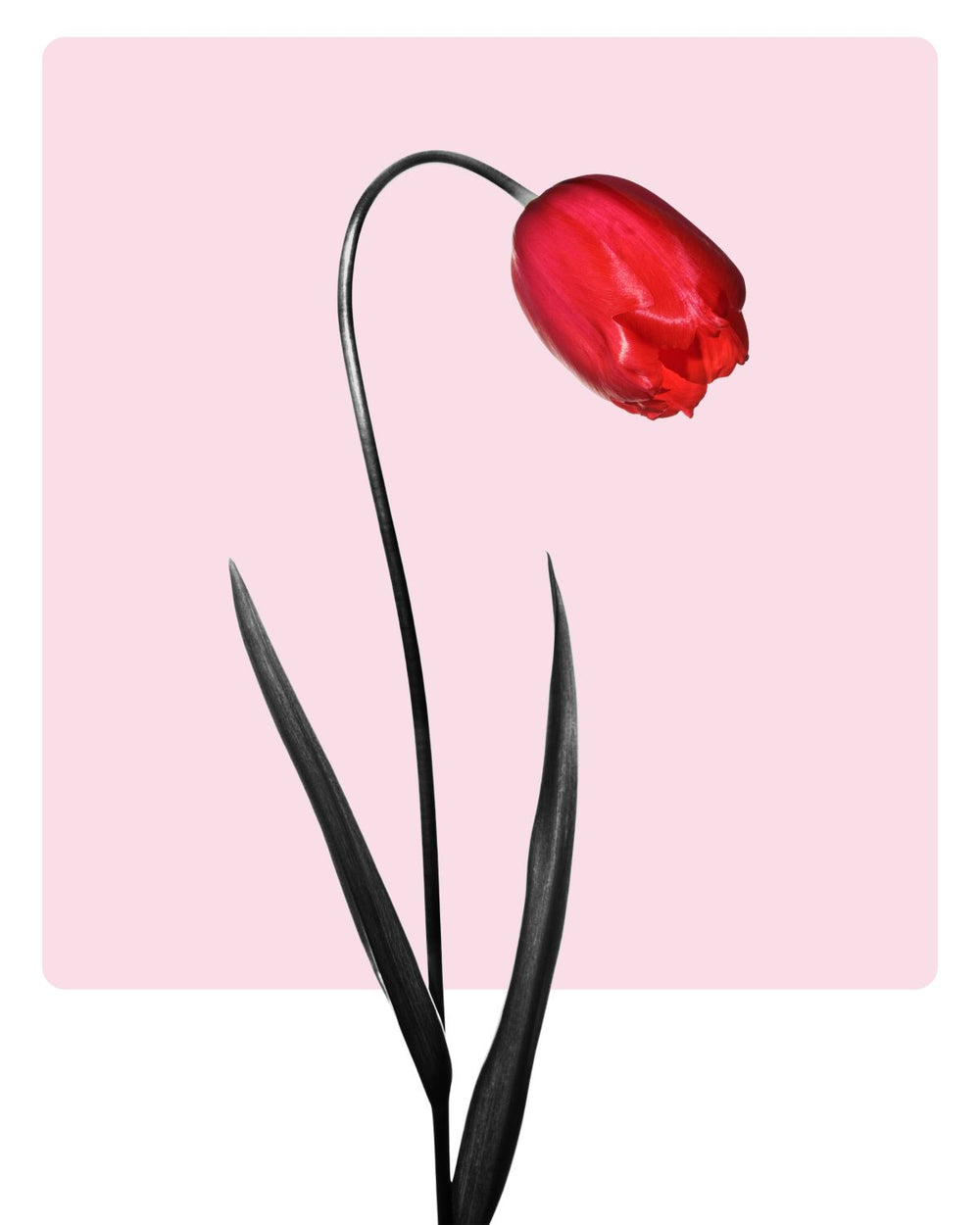 Red Tulip