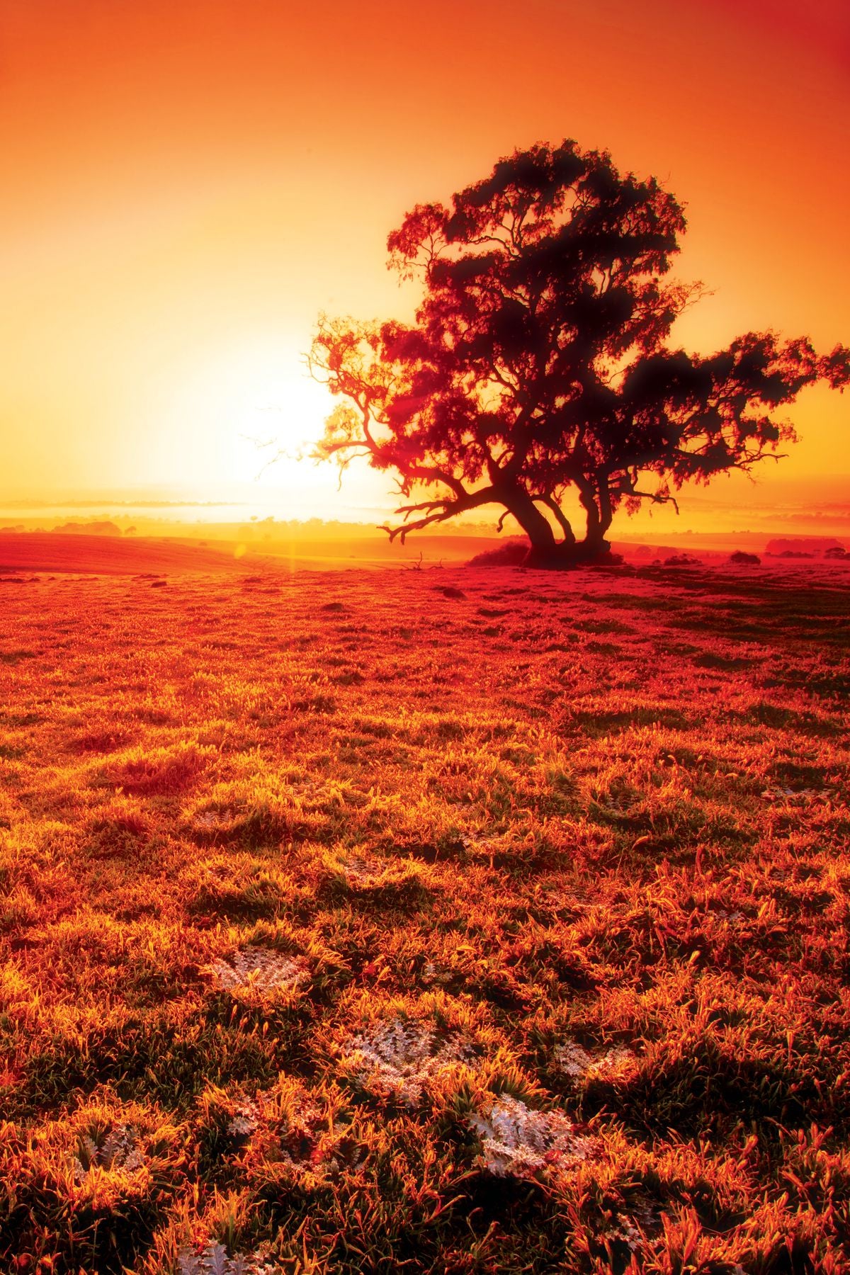 Clare Valley Tree