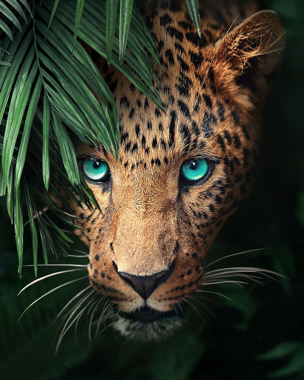 Turquoise Eyed Leopard