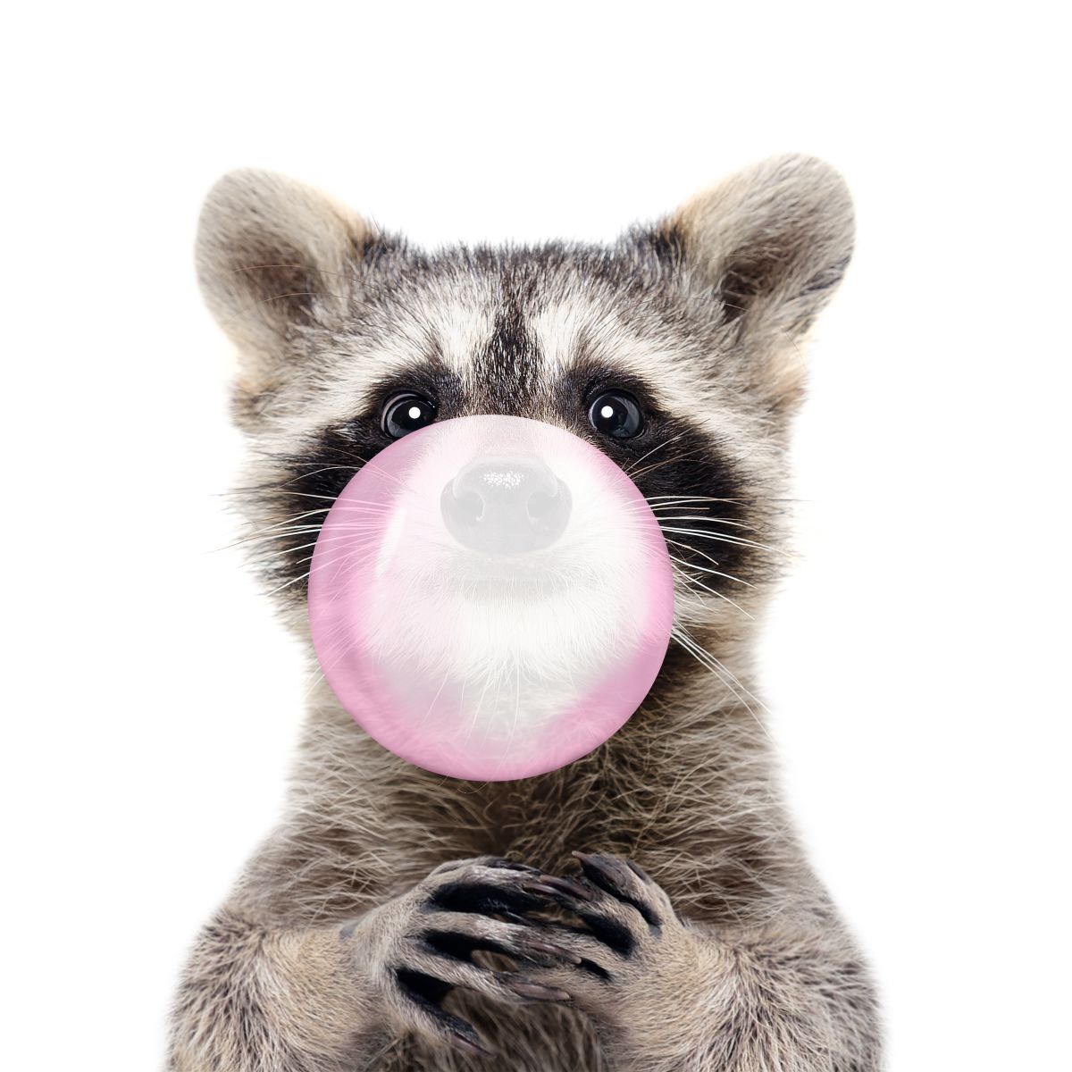Bubble Gum Raccoon