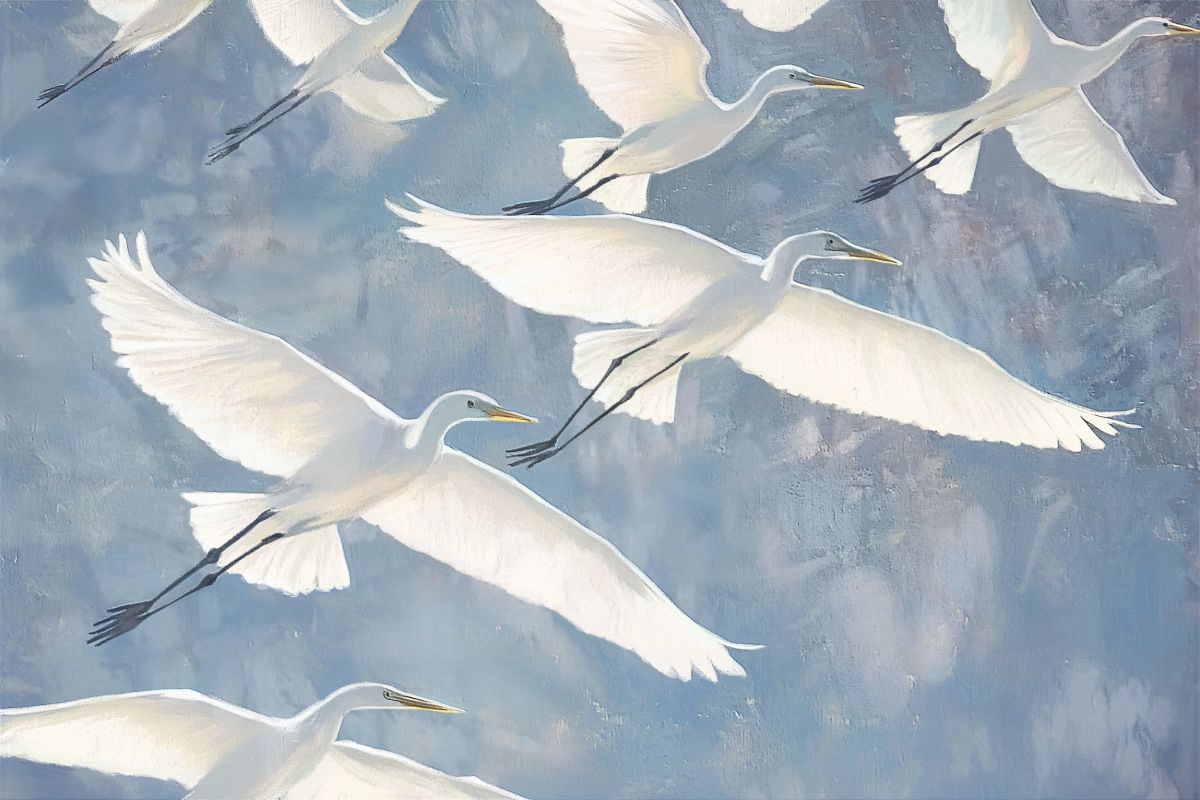Flock Of White Herons