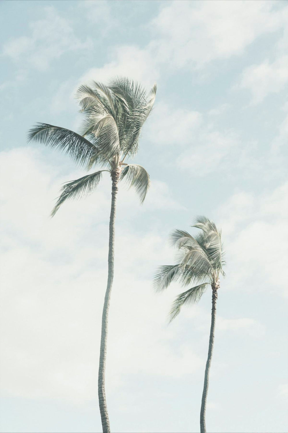 Palm Sway