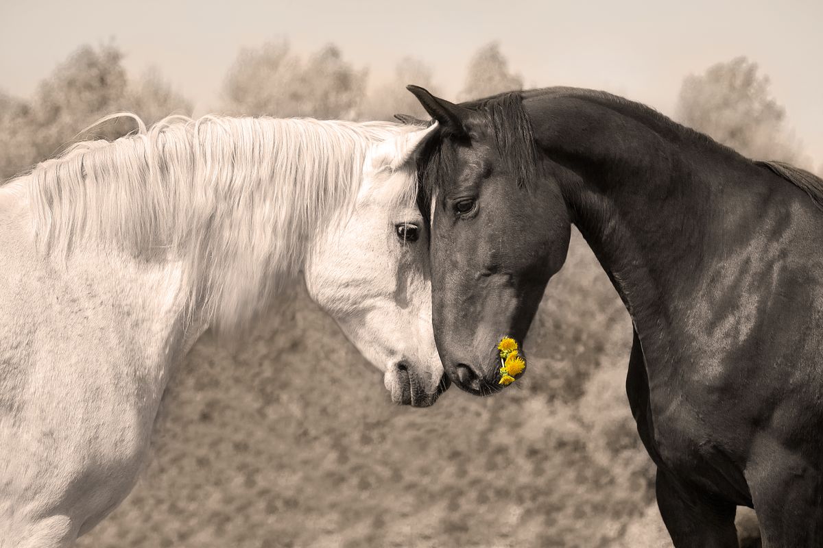 Sweet Black And White Horses