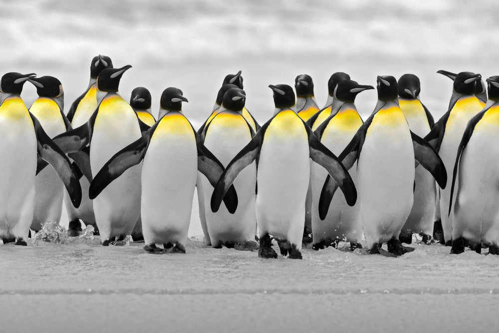 Penguins Pop