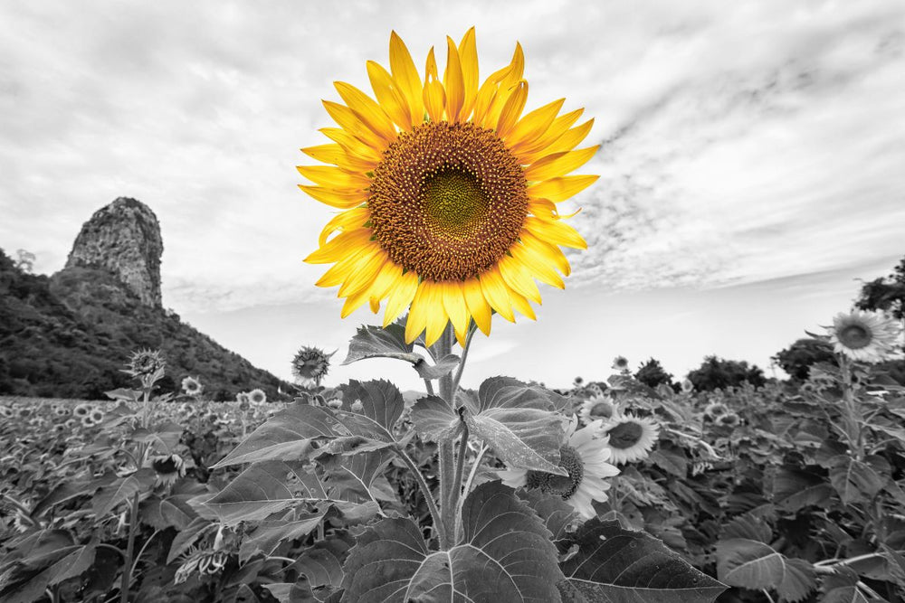 Pop Golden Sunflower