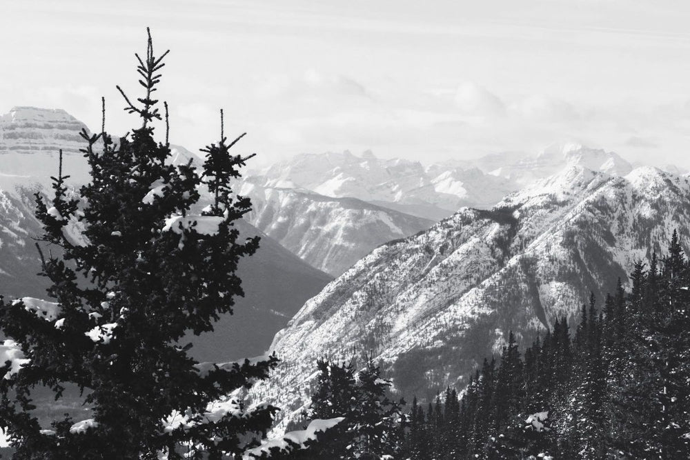 Pines In Mountains