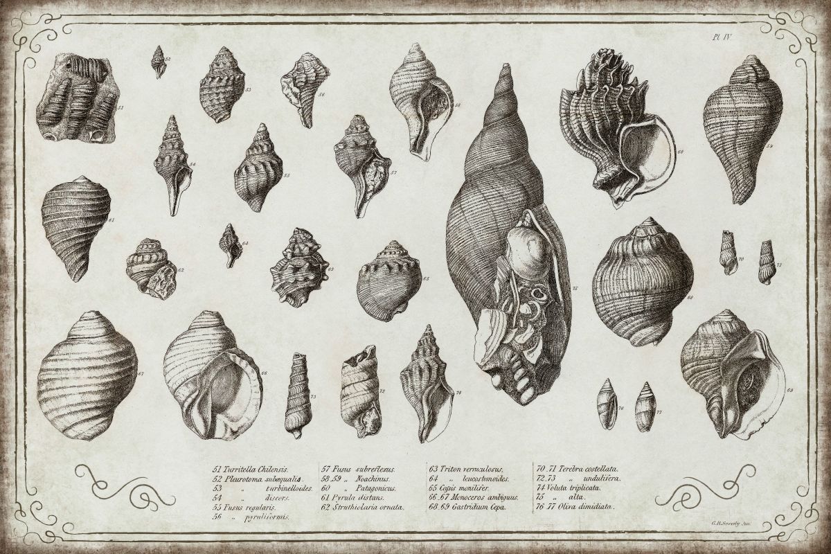 Illustration Of Seashells Wall Art