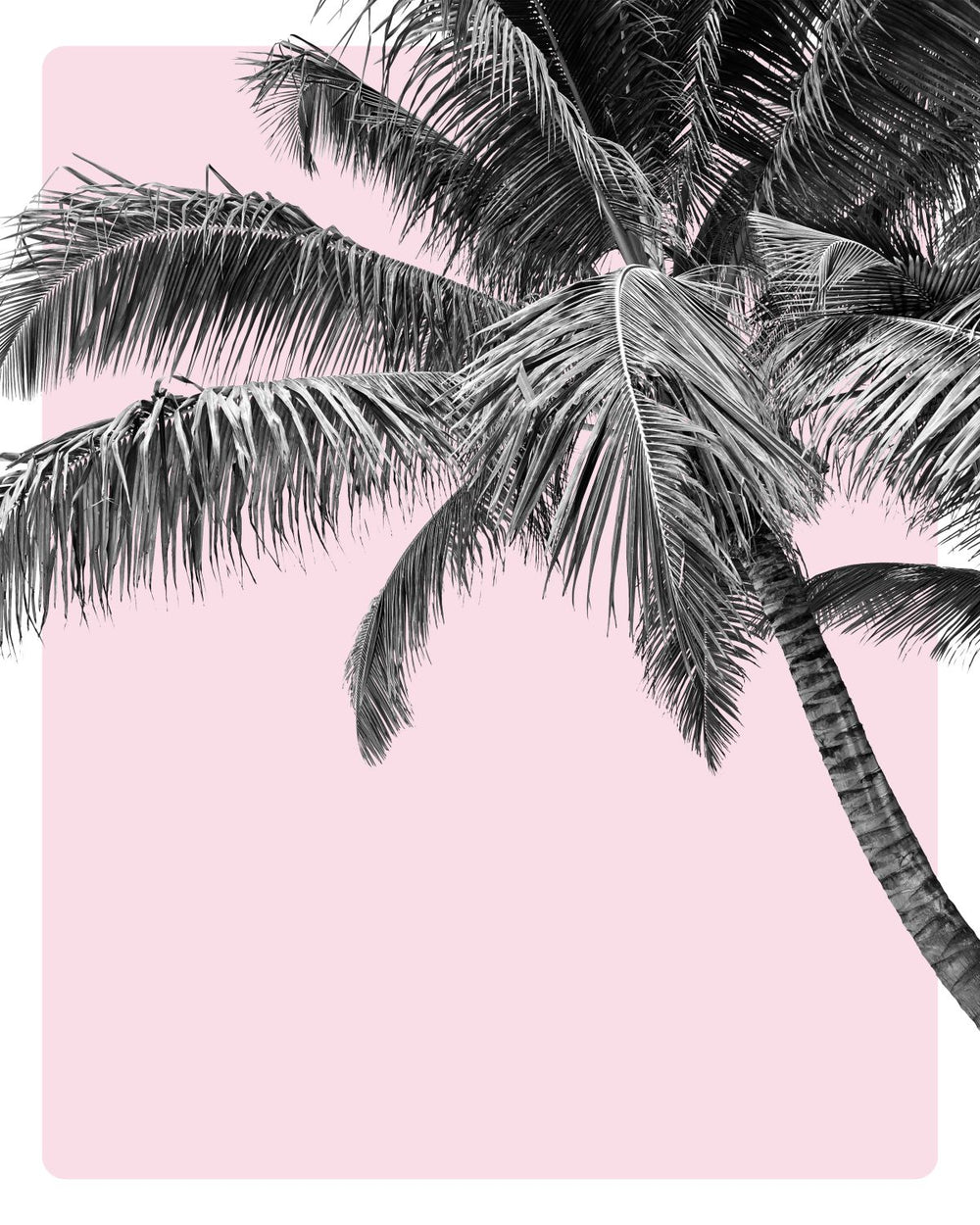 Pink Sky Coconut Tree