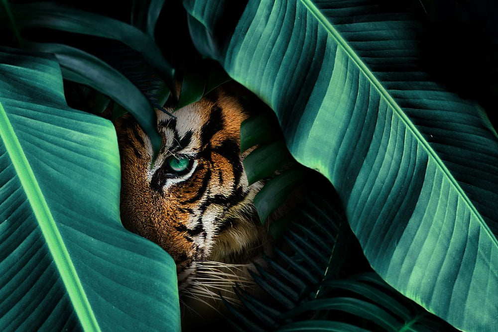 Hiding Tiger
