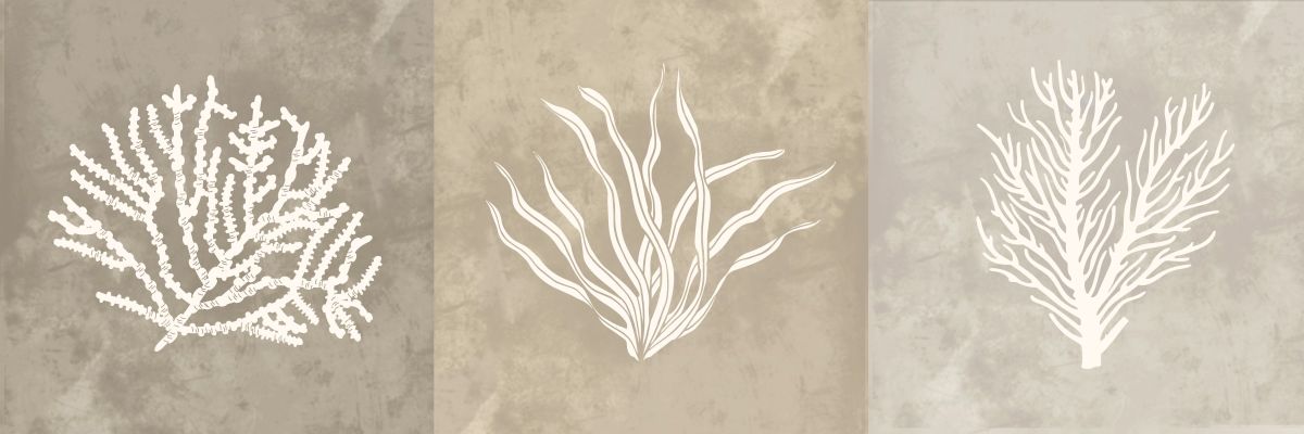 Marine Wonders III Wall Art