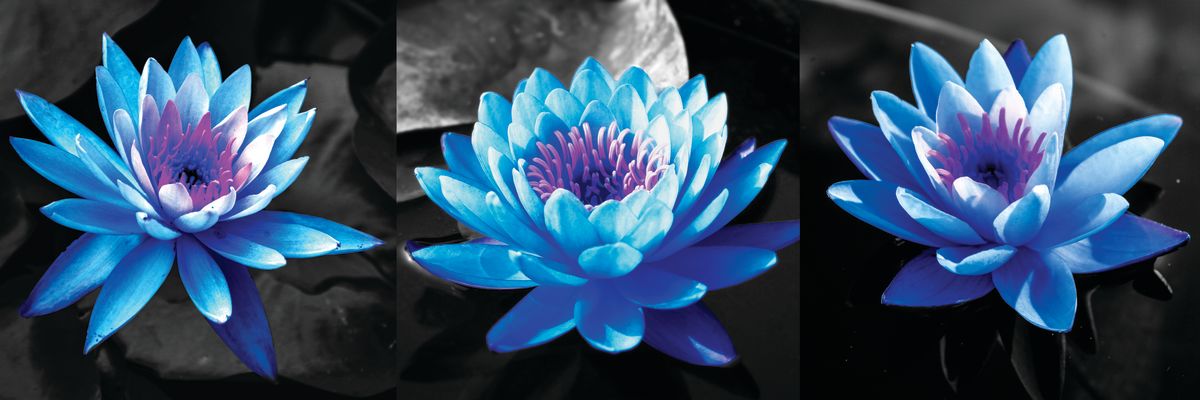 Blue Water Lilies Pop