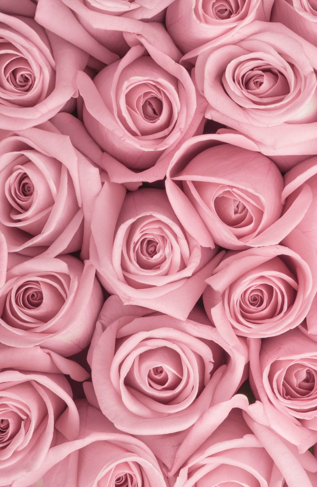 Bouquet Of Pink Roses