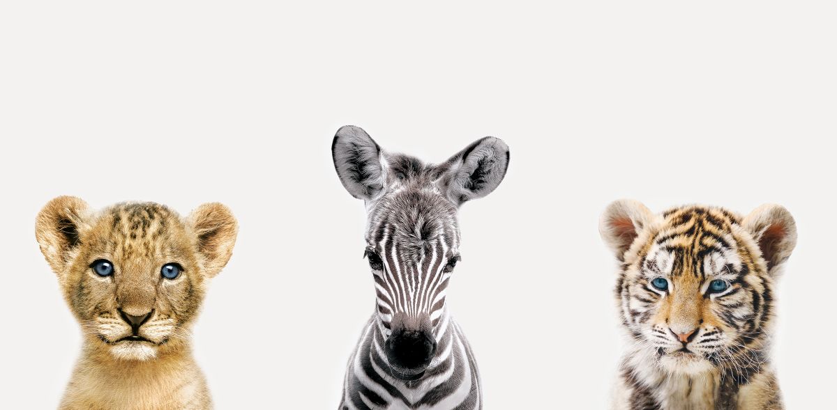 Young Safari Animals