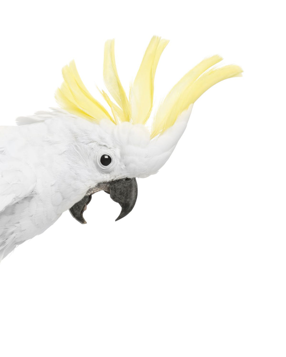 Peekaboo Cockatoo
