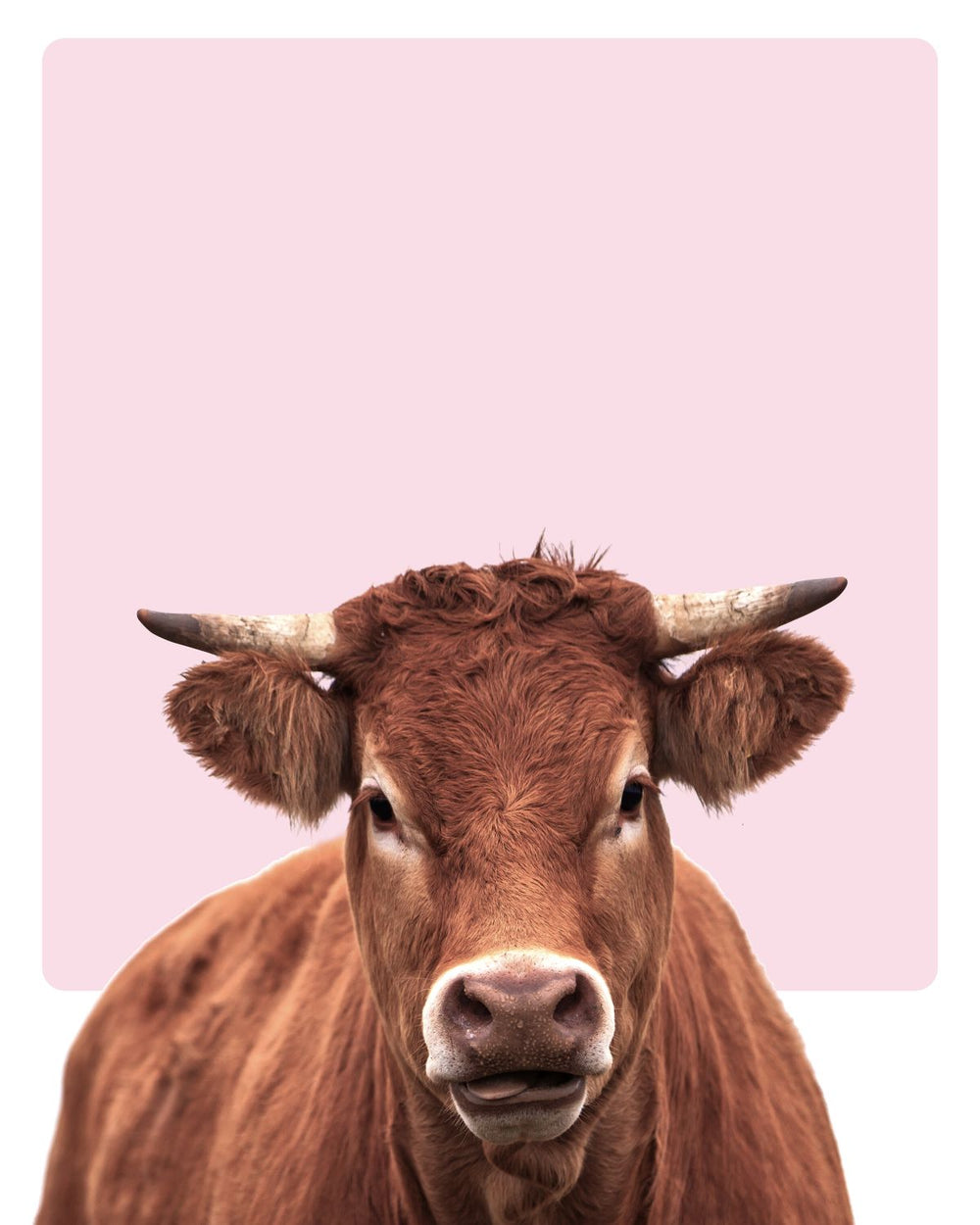 Healthy Brown Cow