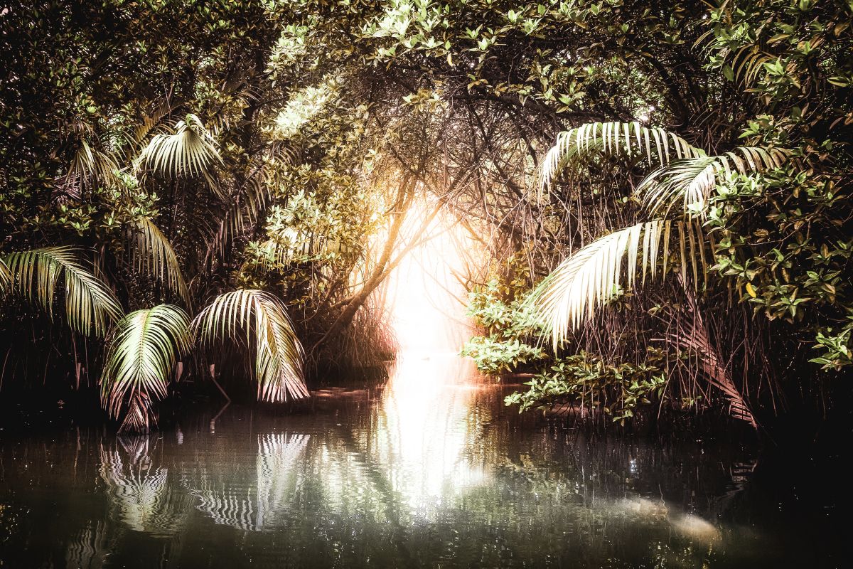 Tropical Jungle Lake