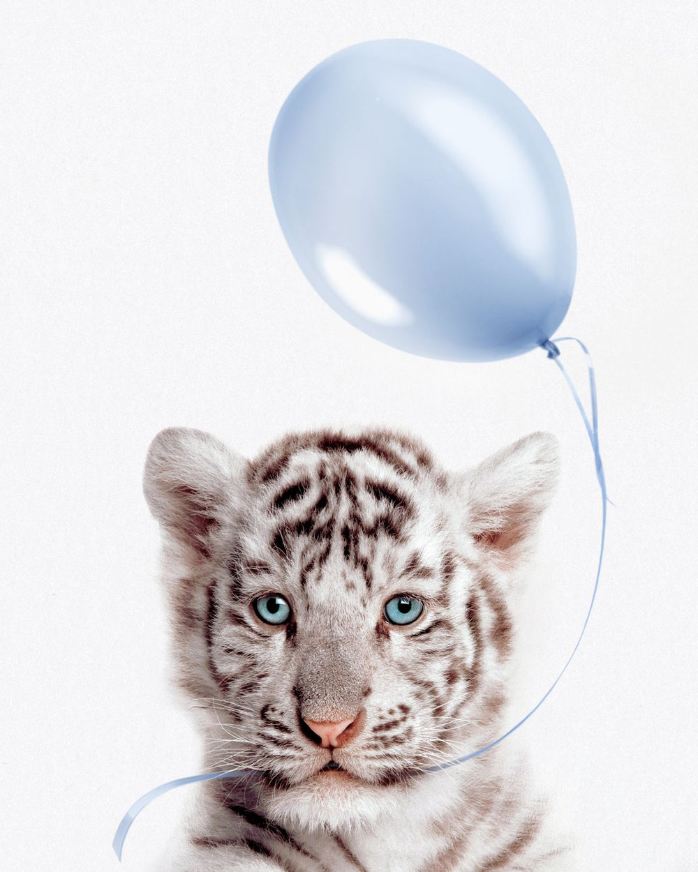 White Tiger And Blue Balloon