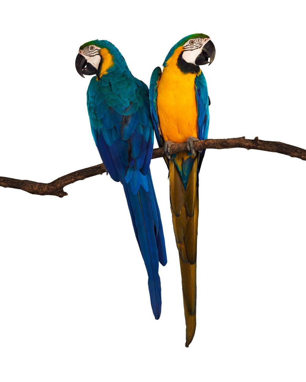 Macaw Duo