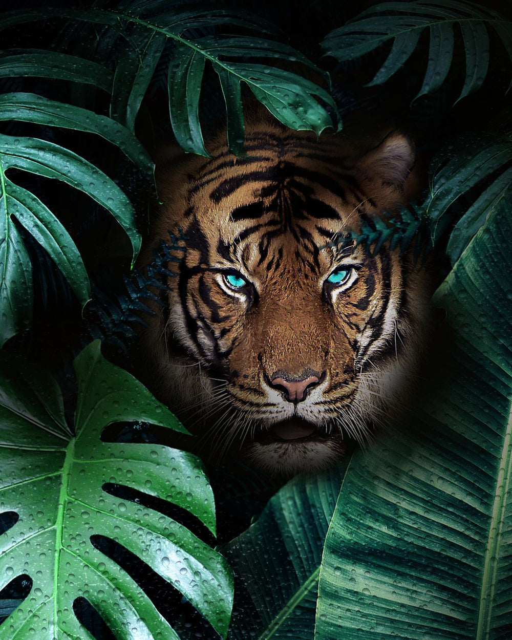 Turquoise Eyed Tiger