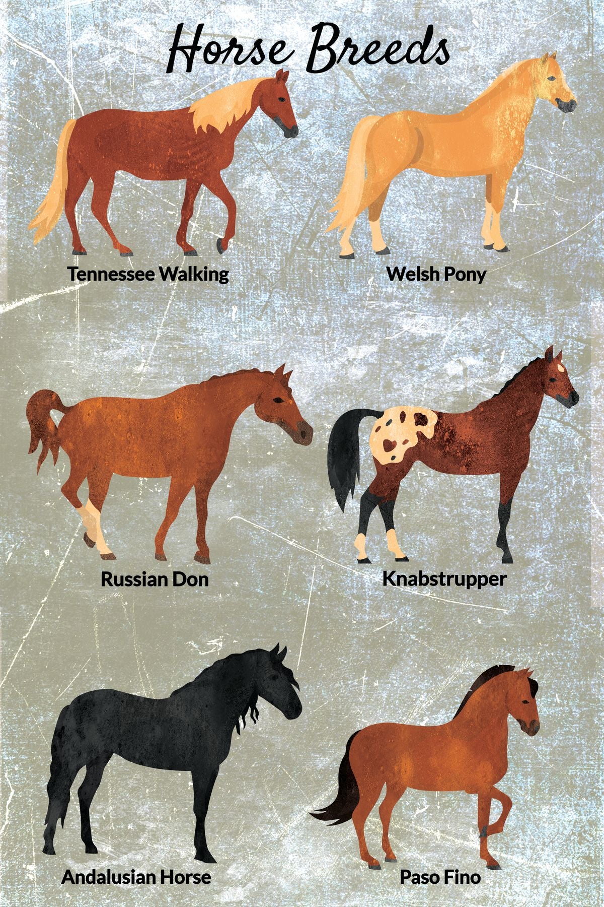 Horse Breeds Chart I