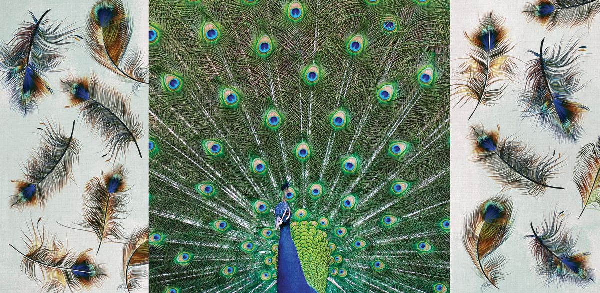 Proud Peacock Feathers