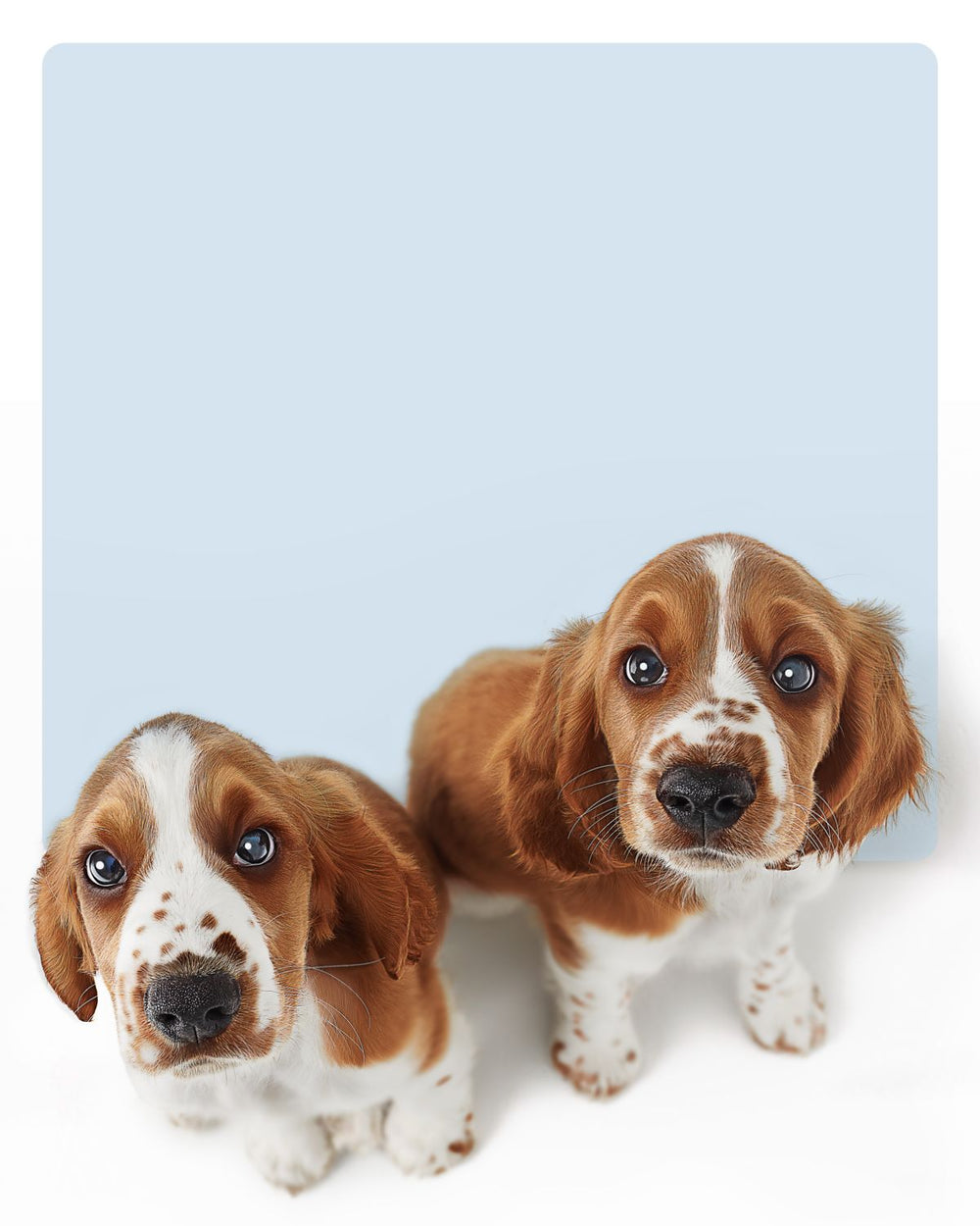 Springer Spaniel Puppies