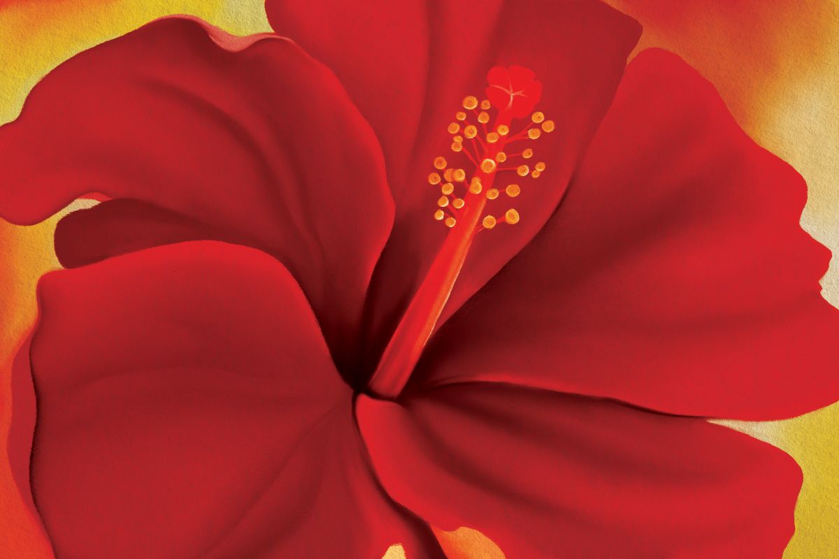 Red Hibiscus