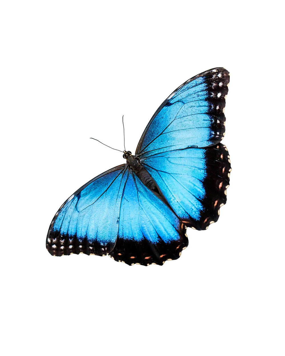 Blue Winged Butterfly