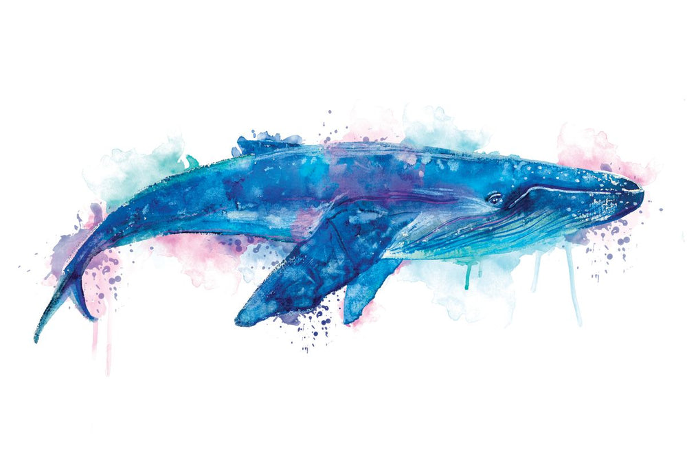 Blue Humpback Whale Splash