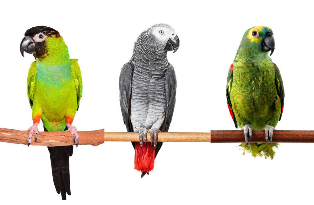 Parrot Species