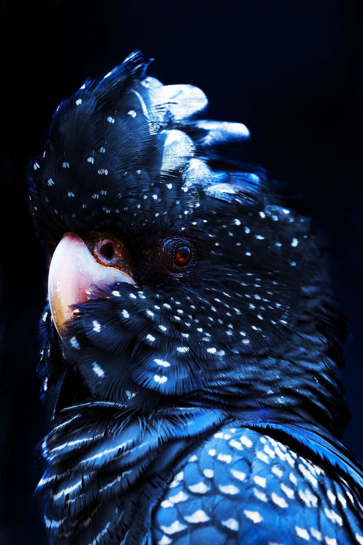 Red-tailed Black Cockatoo