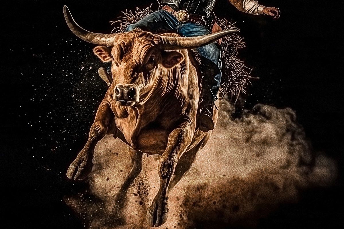 Wild Bull