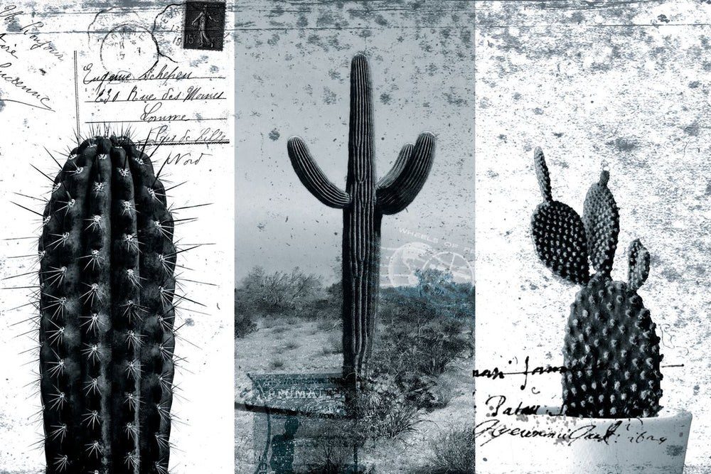 Desert Cactus Postcard