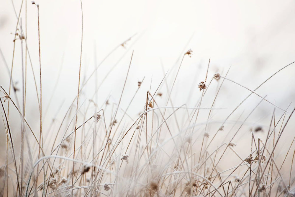 Dry Grass