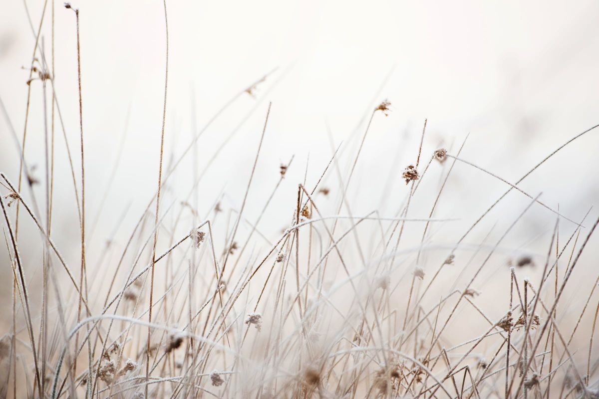 Dry Grass