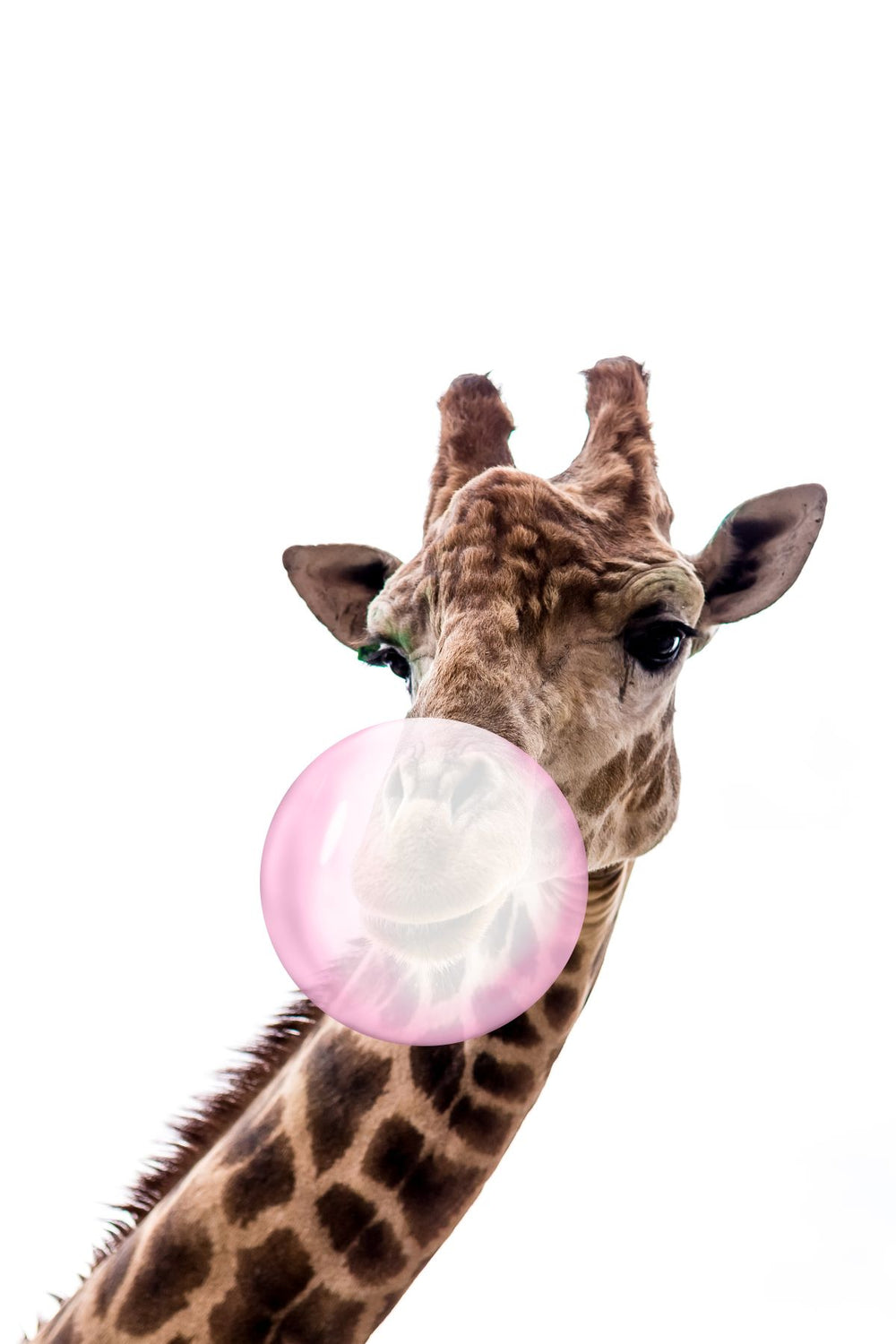 Bubble Gum Giraffe