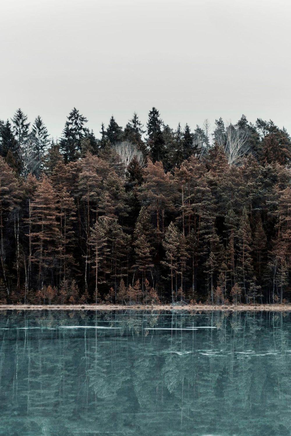 Forest Water Reflection