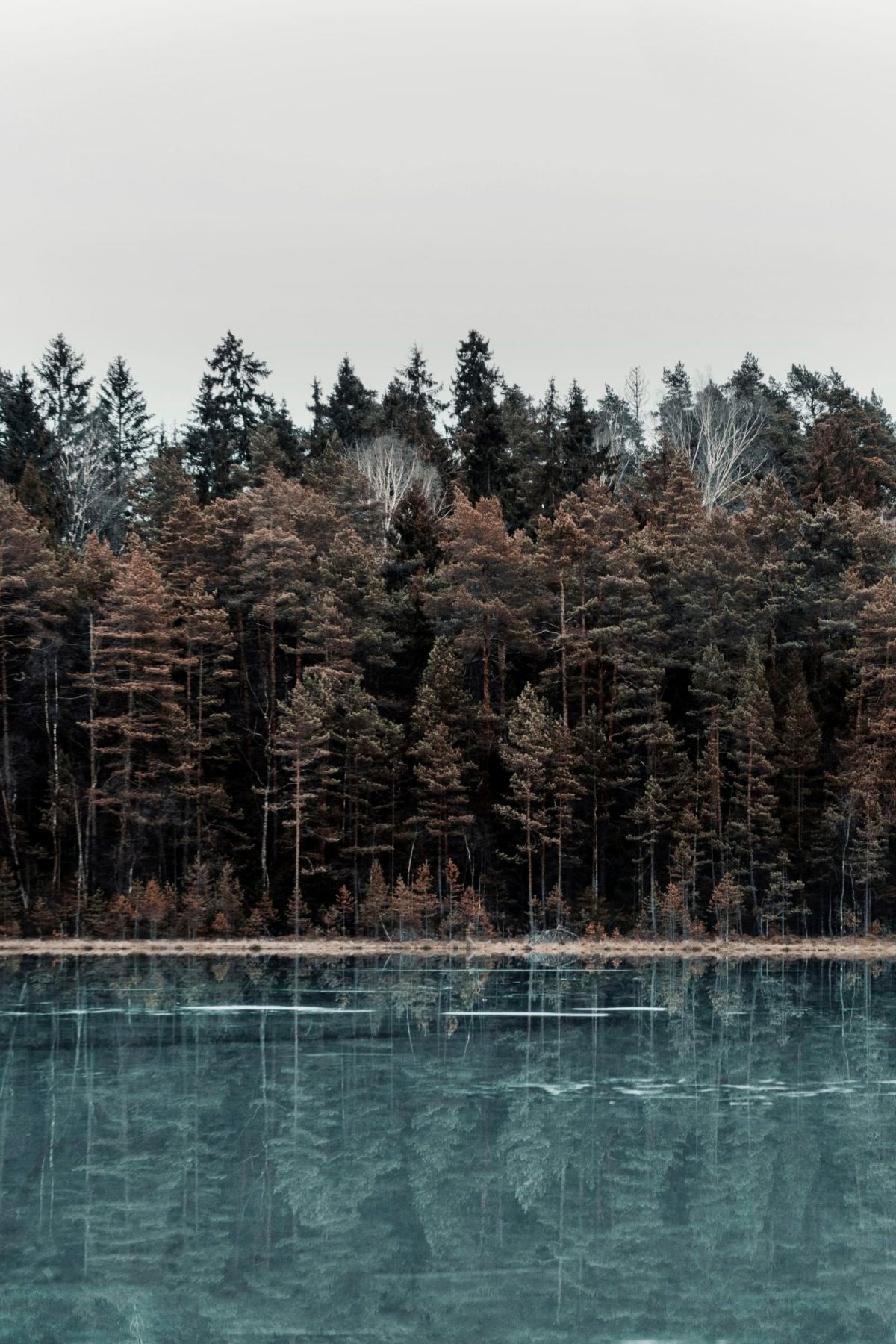 Forest Water Reflection
