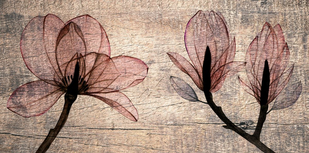 Pink Magnolia On Wood